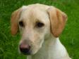 <a href="/ajaxhund.php?hund=Ravensbank%20FT" data-toggle="modal" data-target="#myModal" data-remote="false" >DKRLCH Ravensbank FT (Pink)</a>, 13 months old. <span id="copyright">&copy;Ravensbank Labrador Retrievers</span>