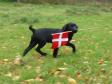 <a href="/ajaxhund.php?hund=Ravensbank%20Bob" data-toggle="modal" data-target="#myModal" data-remote="false" >Ravensbank Bob (Bob)</a>, 12 weeks old waves the Danish flag to his friends. <span id="copyright">&copy;Ravensbank Labrador Retrievers</span>
