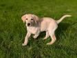 <a href="/ajaxhund.php?hund=Ravensbank%20Carrie" data-toggle="modal" data-target="#myModal" data-remote="false" >Ravensbank Carrie (Carrie)</a> ni uger gammel. <span id="copyright">&copy;Ravensbank Labrador Retrievers</span>