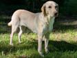 <a href="/ajaxhund.php?hund=Ravensbank%20Carrie" data-toggle="modal" data-target="#myModal" data-remote="false" >Ravensbank Carrie (Carrie)</a> received Excellent at her Debutant Test held by the Danish Retriever Club on 16-08-2025. On the day, Carrie was 1 year and 3 months old.  <span id="copyright">&copy;Ravensbank Labrador Retrievers</span>