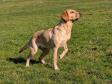 <a href="/ajaxhund.php?hund=Greenfox%20Cloud" data-toggle="modal" data-target="#myModal" data-remote="false" >Greenfox Cloud (Ruby)</a>, 4 years and 1 month old <span id="copyright">&copy;Ravensbank Labrador Retrievers</span>