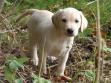 <a href="/ajaxhund.php?hund=Ravensbank%20Robin" data-toggle="modal" data-target="#myModal" data-remote="false" >Ravensbank Robin (Robin)</a> i en alder af 7 uger. <span id="copyright">&copy;Ravensbank Labrador Retrievers</span>