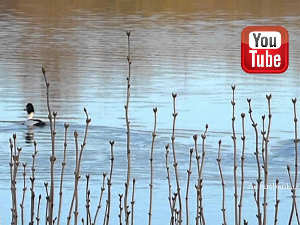 Now the common goldeneye is back for season 2015. The boy makes himself very pretty with the bitch, and it should all hopefully end with a marriage in the Aagaarden whelping box.&nbsp;&copy;Ravensbank Labrador Retrievers