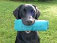 <a href="/ajaxhund.php?hund=Ravensbank%20Bob" data-toggle="modal" data-target="#myModal" data-remote="false" >Ravensbank Bob (Bob)</a> med præmiedummy opnået som 2WT i begynderklasse d. 7. september 2013. <span id="copyright">&copy;Ravensbank Labrador Retrievers</span>