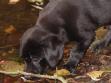 <a href="/eng/labbase/hund.php?hund=Ravensbank Starling&lang=eng&txt=C8BF90&back=003200&link=FFC865&bord=C8BF90&jpg=" target="_blank" alt="see more on Ravensbank Starling">Ravensbank Starling</a>, seven weeks old. <span id="copyright">&copy;Ravensbank Labrador Retrievers</span>