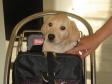 Ravensbank Tip bound for Finland on his eight weeks birthday. Here, in Copenhagen Airport in a baggage trolley. He was perfectly calm and quiet during the journey. <span id="copyright">&copy;Mervi Salo</span>