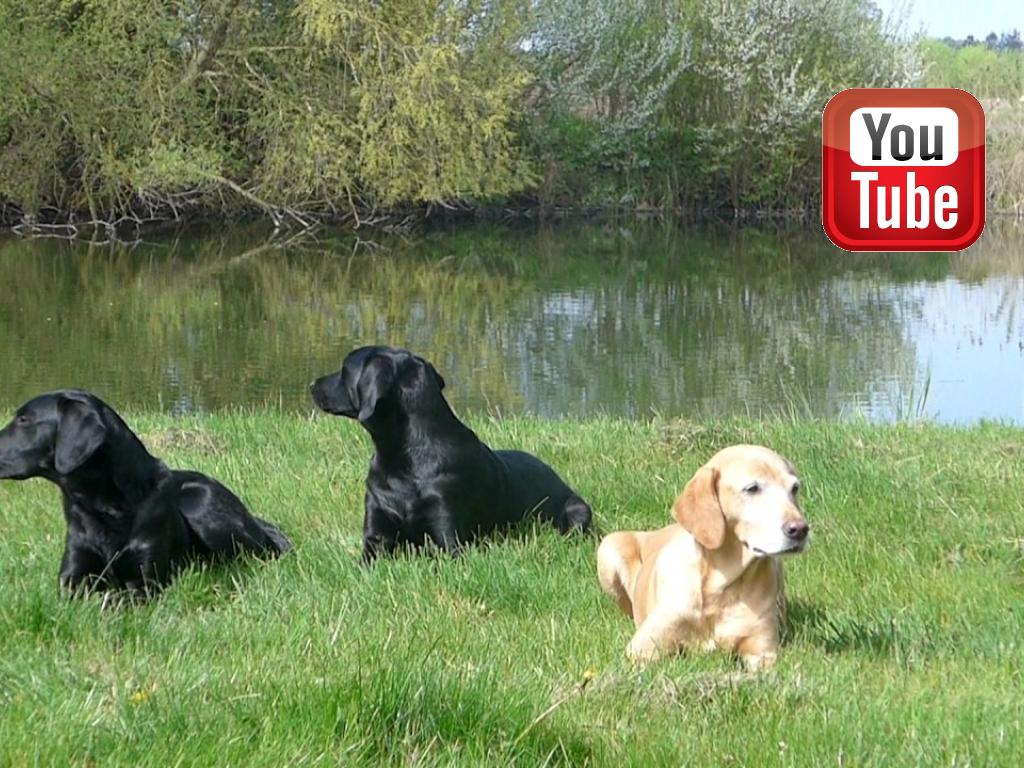 Ravensbank Biscuit (Bibi) have only days left before her whelping of the second litter of pups. She is in total control. This is her with her mother, Ravensbank Wagtail (Waggie) and her offspring from the first litter, Ravensbank Holly (Holly). Holly is the full sister of the coming puppies.&nbsp;&copy;Ravensbank Labrador Retrievers